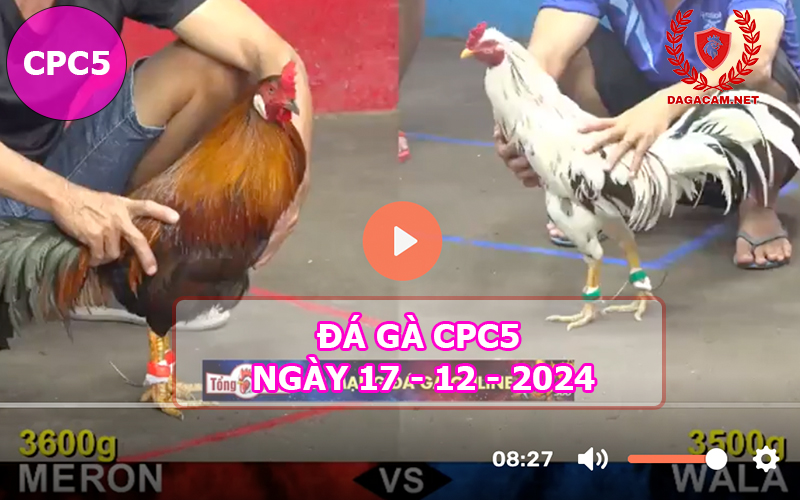 Đá gà CPC5 ngày 17-12-2024