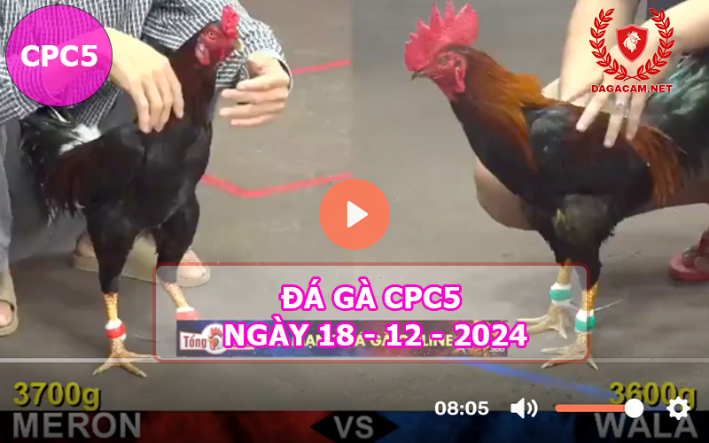 Đá gà CPC5 ngày 18-12-2024