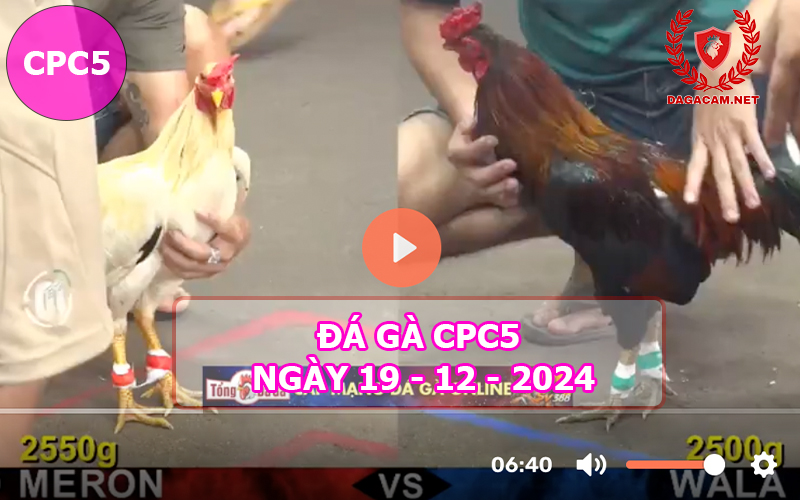 Đá gà CPC5 ngày 19-12-2024