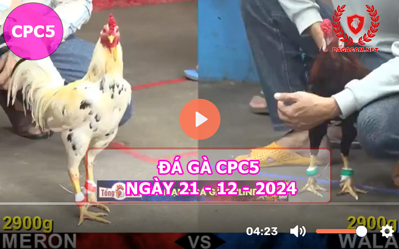 Đá gà CPC5 ngày 21-12-2024