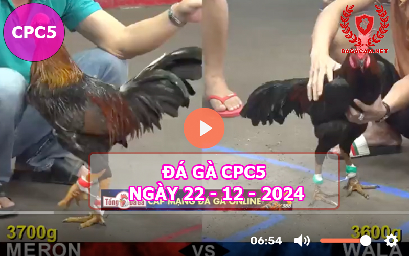 Đá gà CPC5 ngày 22-12-2024