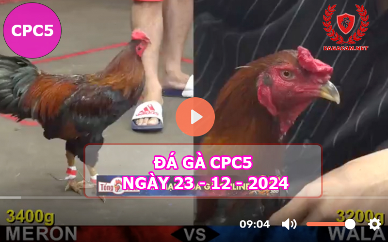 Đá gà CPC5 ngày 23-12-2024