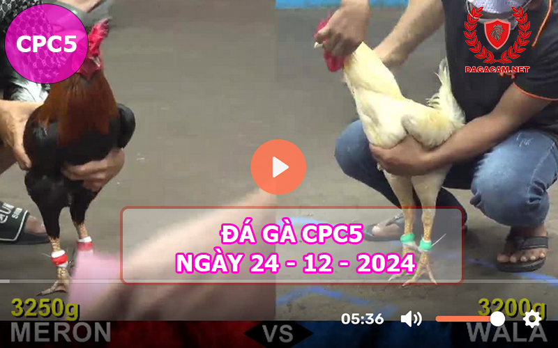 Đá gà CPC5 ngày 24-12-2024