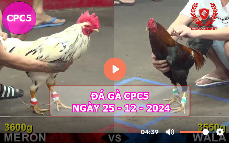 Đá gà CPC5 ngày 25-12-2024