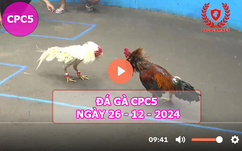 Đá gà CPC5 ngày 26-12-2024