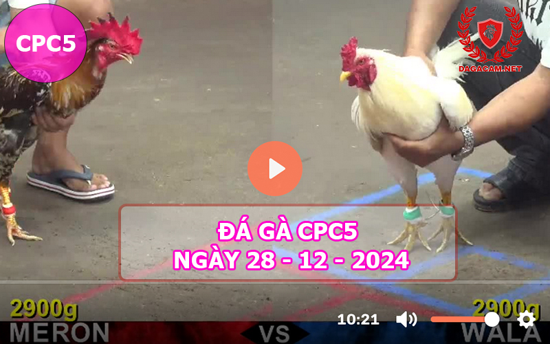 Đá gà CPC5 ngày 28-12-2024