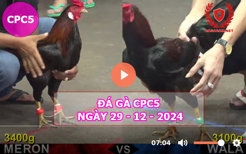 Đá gà CPC5 ngày 29-12-2024