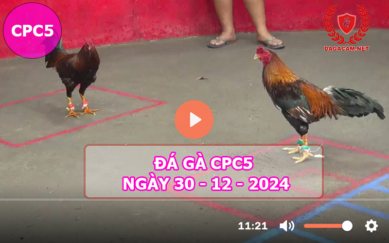 Đá gà CPC5 ngày 30-12-2024