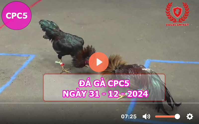 Đá gà CPC5 ngày 31-12-2024